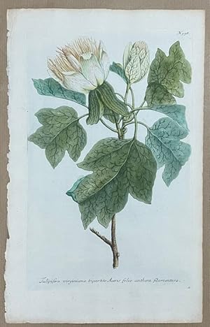 Tulipifera virginiana tripartito Aceris folio anthera filamentosa. (Aus: Phytanthoza Iconographia...