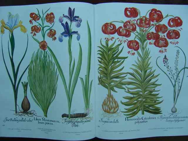 Der Garten Von Eichstatt Hortus Eystettensis Das Grosse