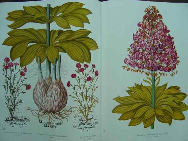 Der Garten Von Eichstatt Hortus Eystettensis Das Grosse