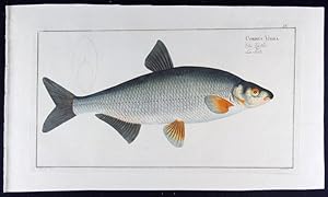 Cyprinus vimba   Die Zärthe   La Serte (modern: Vimba vimba)