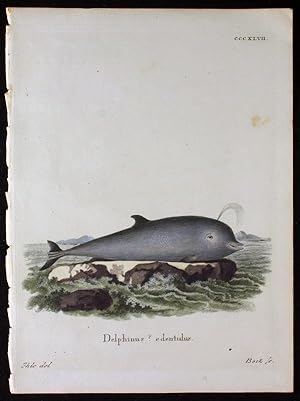 Delphinus   edentulus   Nördlicher Entenwal II