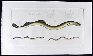 Petromyzon fluviatilis   Neunauge   La Lamproie   The Lesser Lamprey (modern: Lampetra fluviatili...