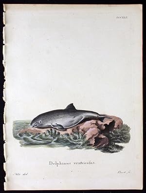Delphinus ventricosus ? Schweinswal
