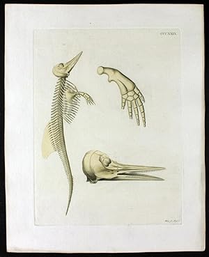 Delphinskelett ? Dolphin Skeletton