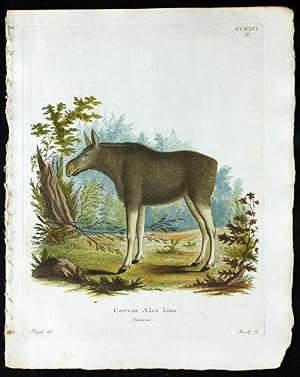 Cervus Alce Linn. - Skandinavischer Elch, weiblich ? Scandinavian Elk, female