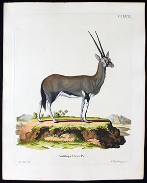 Antilope Oryx Pall. - Oryxantilope