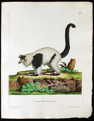Lemur Macaco Linn. - Mohrenmaki