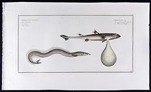 Embrio Squali ? Ein ungebohrner Hayfisch - Le Embrion du Requin (modern: Squalus acanthias), Ammo...