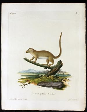 Lemur pusillus Geoffr. - Grauer Mausmaki