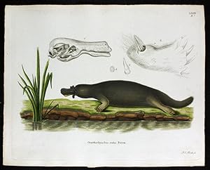 Ornythorhynchus rufus Peron. - Schnabeltier ? Platypus