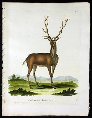 Cervus Canadensis Briss. - Elch   Wapiti   Elk