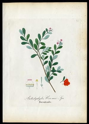 Bärentraube ? Arctostaphylos Uva-ursi