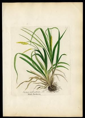 Wald-Riedgras (Carex silvatica)