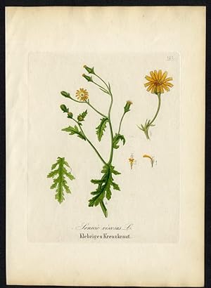 Klebriges Kreuzkraut (Senecio viscosus)