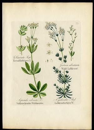 Kreuzblättriges Labkraut (Galium Cruciata)   Wald-Labkraut (Galium silvaticum)   Wohlriechender W...