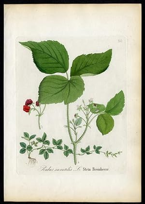 Stein-Brombeere ? Rubus saxatilis