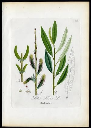 Bachweide ? Salix Helix