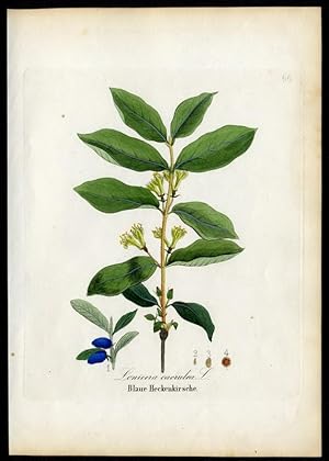 Blaue Heckenkirsche ? Lonicera caerulea