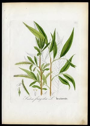 Bruchweide ? Salix fragilis