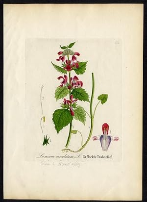 Gefleckte Taubnessel (Lamium maculatum)