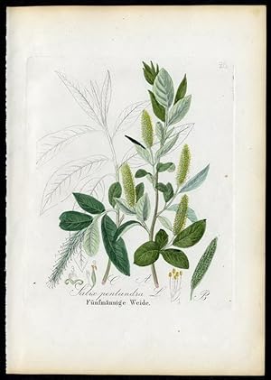 Fünfmännige Weide ? Salix pentalandra