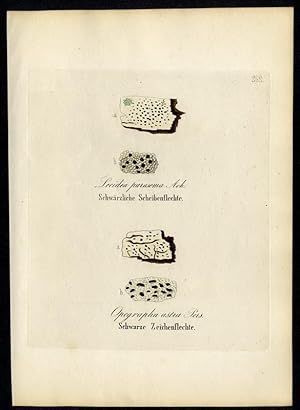 Schwärzliche Scheibenflechte (Lecidea parasema) ? Schwarze Zeichenflechte (Opegrapha astra)