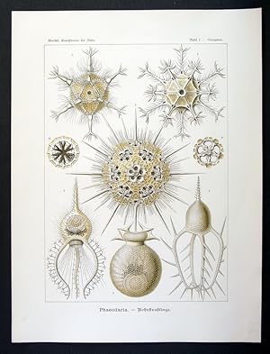 1 - Phaeodaria - Rohrstrahlinge - Circogonia