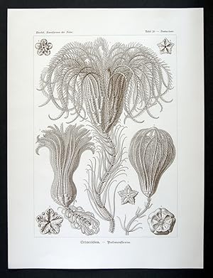 20 - Crinoidea - Palmensterne - Pentacrinus