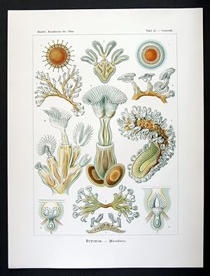 23 - Bryozoa - Moostiere - Cristatella