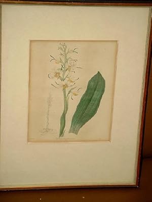 Chlorea longibracteata. Altkolorierte Lithographie nach Bury von Nevitt um 1830.