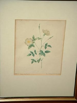 Rosa Indica Stelligera - La Bengale Etoile. Altkolorierte Lithographie um 1830.