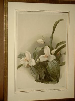 Lycaste Skinnerii Armeniaca. Farbige Chromolithographie aus Frederick Sander's Reichenbachia ( Bl...