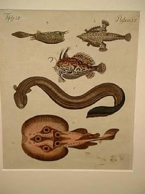 Wunderbare Fische: Zitter-Aal - Zitter-Roche - See-Fledermaus - See-Stier - See-Kröte: Altkolorie...