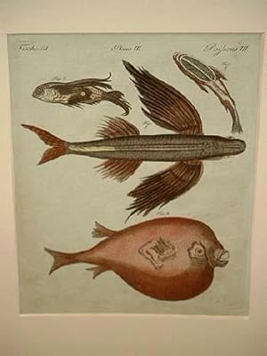 Vier wunderbare Fische: Fliegende Fische: Fliegende Fisch - Meerschwalbe - Schiffhalter oder Remo...