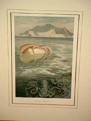 Papier-Nautilus. Farbige Chromolithographie um 1880