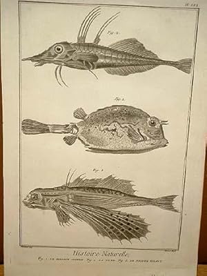 Poisson coffre - La Lyre - Le Poisson volant: Kupferstich von Benard nach Martinet aus " Histoire...