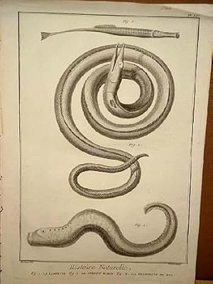 Lamproye ( = Lamprete, Neunauge ) - Le Serpent Marin ( = Wasserschlange, Seeschlange ) - La Tromp...