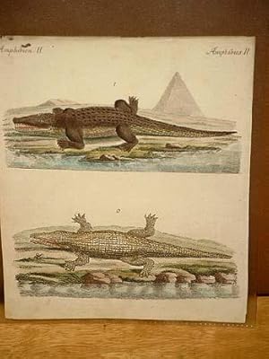 Crocodil: Der Nil-Crocodil: Altkolorierter Kupferstich aus dem " Bilderbuch für Kinder " um 1800 ...