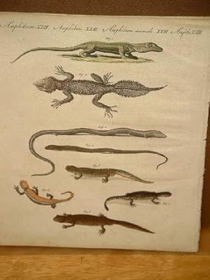 Verschiedene Arten von Eidechsen: Gecko - Seps - Chalcide - Wassersalamander: Altkolorierter Kupf...