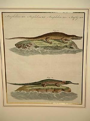 Crocodil-Arten: Das Amerikanische Crococil - Der Gavial oder das Ganges-Crocodil: Altkolorierter ...