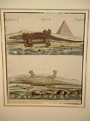 Crocodil: Der Nil-Crocodil: Altkolorierter Kupferstich aus dem " Bilderbuch für Kinder " um 1800 ...