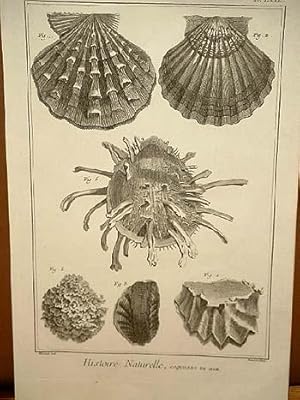 Coquilles de Mer ( = Muscheln ): Kupferstich von Benard nach Martinet aus " Histoire Naturelle ",...