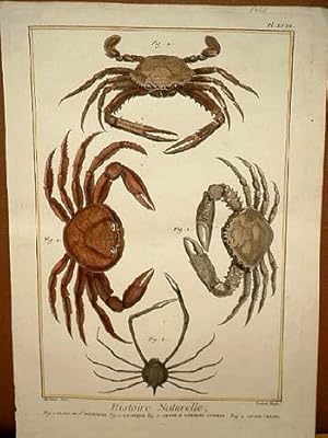 Crabe de Saint Domingue ( = Krabbe, Krebs ) - La Sirique - Crabe a longues jambes - Crabe violet:...