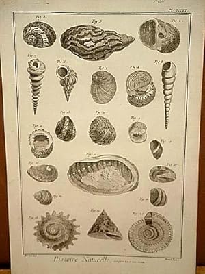 Coquilles de Mer ( = Muscheln, Meeresmuscheln ): Kupferstich von Benard nach Martinet aus " Histo...