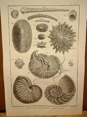 Coquilles de Mer ( = Muscheln, Meeresmuscheln ): Kupferstich von Benard nach Martinet aus " Histo...