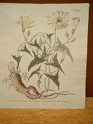 Scammonie: Sammoneum - Convolvulus Scammonia: Altkolorierter Kupferstich um 1800.