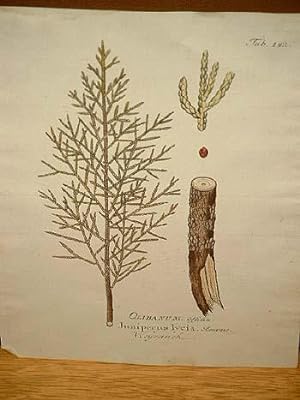 Weihrauch: Weyrauch - Olibanum - Juniperus lycia: Altkolorierter Kupferstich um 1800.