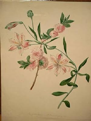 Rose und Lilie: Amygdalis persica - Alstroemeria peregrina: Altkolorierte Lithographie um 1830.