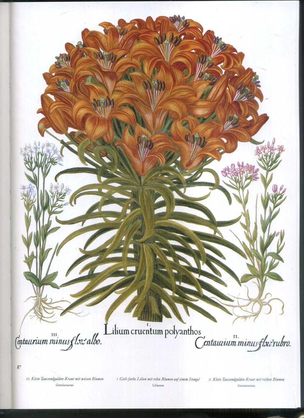 Der Garten von Eichstätt. Hortus Eystettensis. Das große