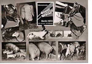 Postkarte. Internationale Grüne Woche - Berlin 28. Januar bis 6. Februar 1972